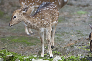 Beautiful Isolated Photo Of A Cute Wild Deer In The Forest