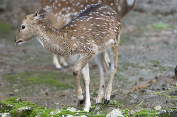 Beautiful Isolated Photo Of A Cute Wild Deer In The Forest