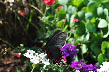 Black Butterfly