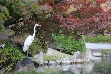 Heron in the Toji temple in Kyoto