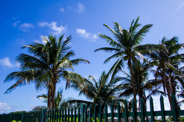 Picture of two palm trees with a blue sky background. 