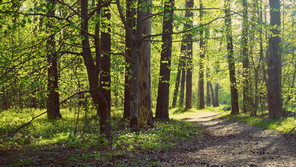 Fototapeta premium Road through beautifuf wild forest at sunny day. Wild forest and country road.