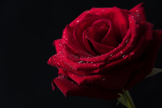 Close up of beautiful red roses on black background.