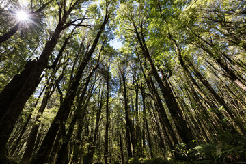 Looking up into the trees of a red beech (Nothofagus fusca) forest Fiordland National Park, New Zealand