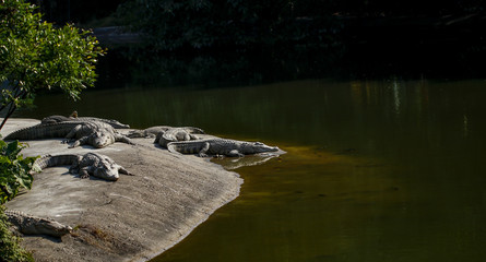 Crocodiles kept in the zoo