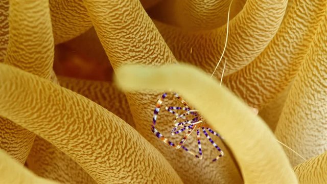 Close up of cleaner shrimp on sea anemone in coral reef / Caribbean Sea at scuba dive around Curacao /Netherlands Antilles