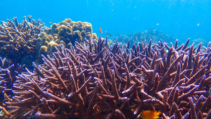 Naklejka na ściany i meble Coral reef and tropical fish underwater