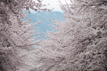 Cherry blossom flowers