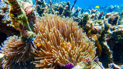 Naklejka na ściany i meble Clownfish fishes with sea anemone under the sea