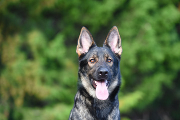 Sable German Shepherd Close up head portrait