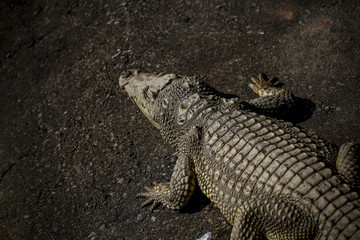 Crocodiles kept in the zoo