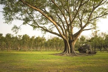Papier Peint photo Arbres Grand arbre (Bonhi) dans le parc naturel. Fond naturel.