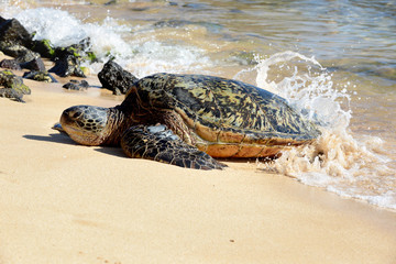 Green turtle