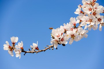 Blossom Flower Under Blue Sky