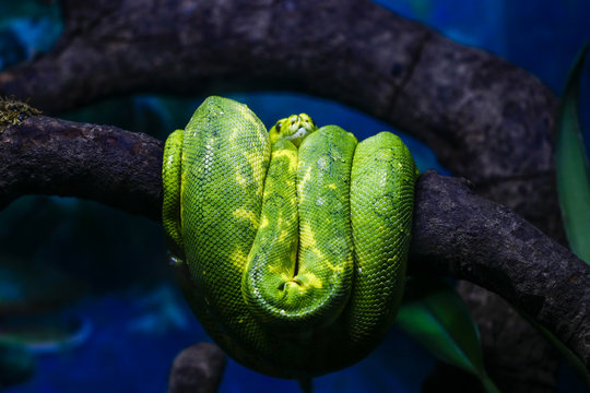 Snake kept in the zoo