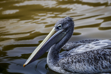  Pelican feeding in the zoo
