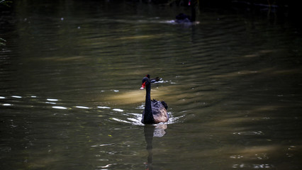 Swan feeding in the zoo
