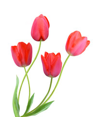 tulip flowers isolated on white background