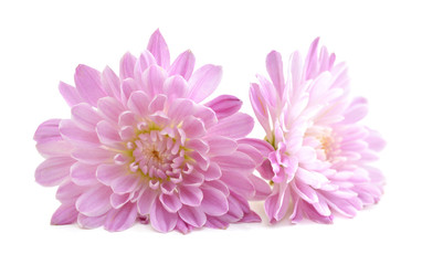 Two Pink Chrysanthemum Flowers Isolated on White Background. Macro Closeup