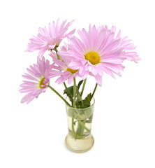 Naklejka na ściany i meble A purple chrysanthemum blooming in vase on white