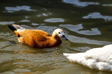  Ducks feeding in the zoo
