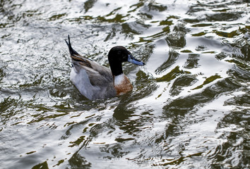 Ducks feeding in the zoo