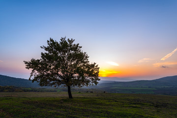 Fototapeta na wymiar Lonely tree in field at sunset time