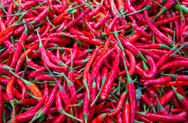 Fototapeta premium Thai Red Chillies Background,Selective focus. Organic ingredient food.