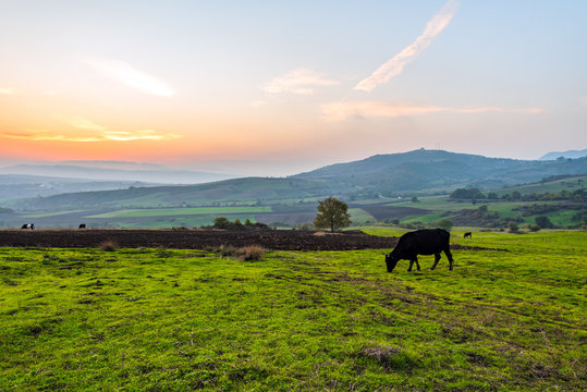 Cows grazing on a green meadow at sunset