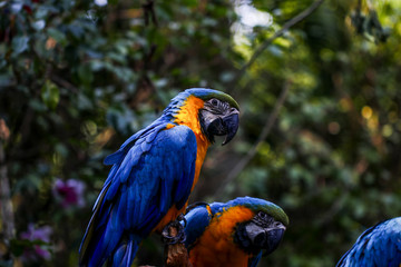 Parrots kept in the zoo