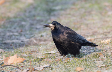Rook bird on field 