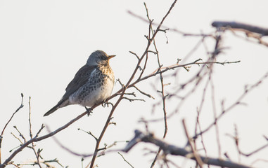 Fieldfare perch on branch