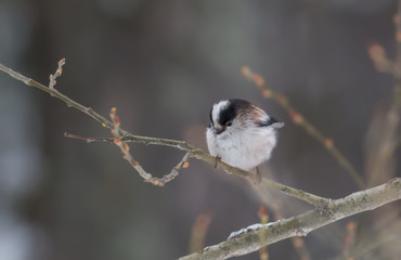 Long-tailed Tit