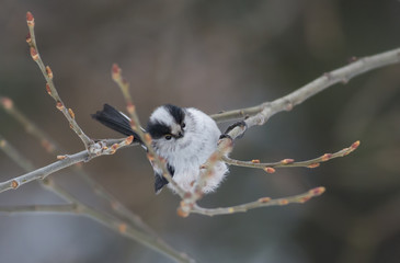 Long-tailed Tit