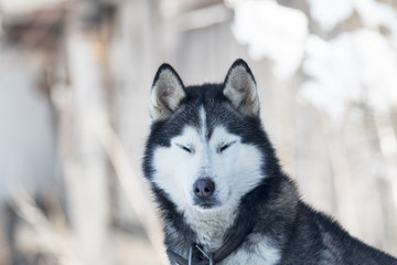 Siberian Husky dog portrait