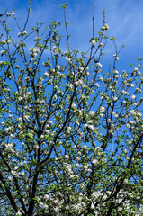 Blossoming branch of the apple tree against blue sky