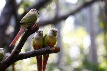 Parrots kept in the zoo