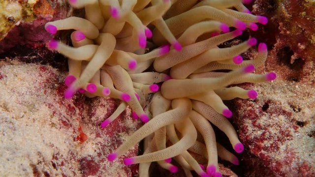Close up of cleaner shrimp on sea anemone in coral reef / Caribbean Sea at scuba dive around Curacao /Netherlands Antilles
