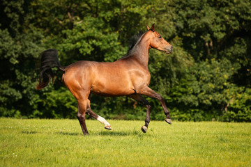 horse brown on the pasture in motion gangue gallop free running..