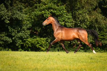 horse brown on the pasture in motion gangue gallop free running..