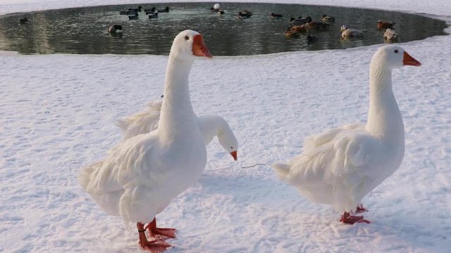 Geese swims bathes in winter ice-hole 

