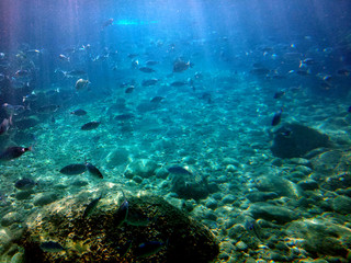 Fototapeta na wymiar pez feliz bajo el mar