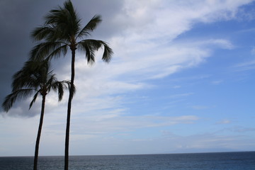 stormy palms 2