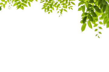 Tree leaf on white background with clipping path.