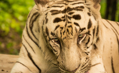 Beatiful White Bengal Tiger Close up, sitting on rock