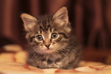 a kitten with a TV remote