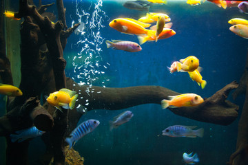 Beautiful colorful fish in the aquarium, Vietnam