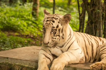 Beatiful White Bengal Tiger Close up, sitting on rock