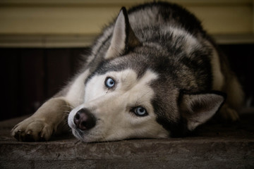 husky devotion blue-eyed dog