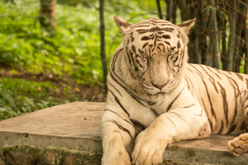 White Bengal Tiger close up,Closed his eyes and almost sleepy 